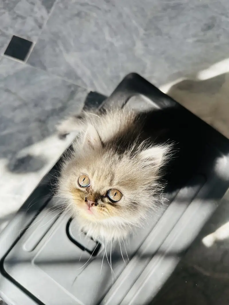 2 months pure persian kitten for sale litter Trained — photo 4