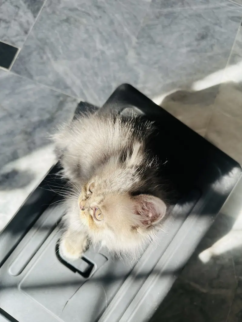 2 months pure persian kitten for sale litter Trained — photo 5