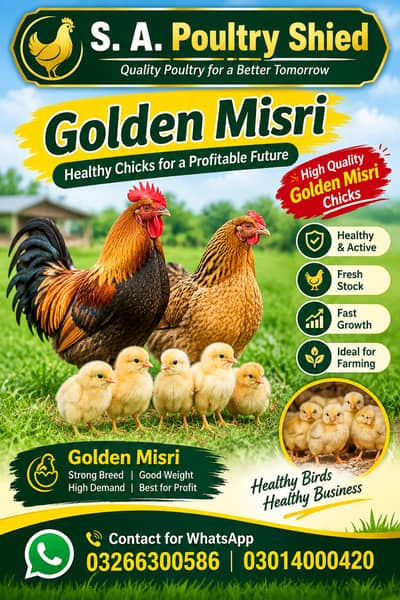 Golden Misri || Desi hens || Golden Misri Anday || Hens For Sale