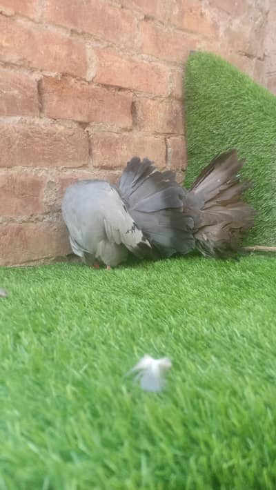 modran fantail baredar pair available