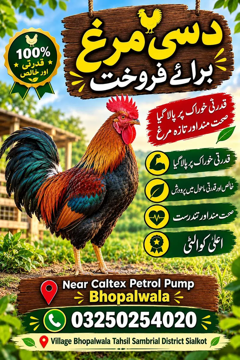 Dasi And Golden Misri hens for sale. — photo 4