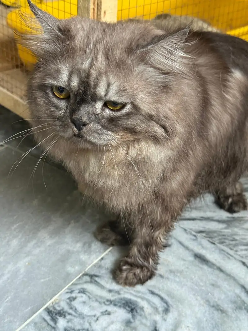 Beautiful Grey Cat — photo 2