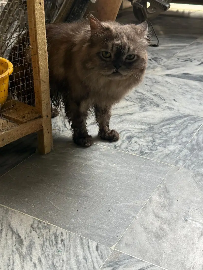 Beautiful Grey Cat — photo 4