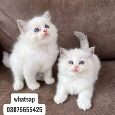persian kittens |Punch Face |fluffy cat/peki _ 03075655425