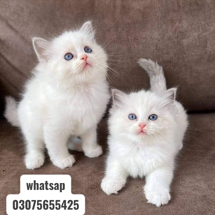 persian kittens |Punch Face |fluffy cat/peki _ 03075655425 - Cats ...