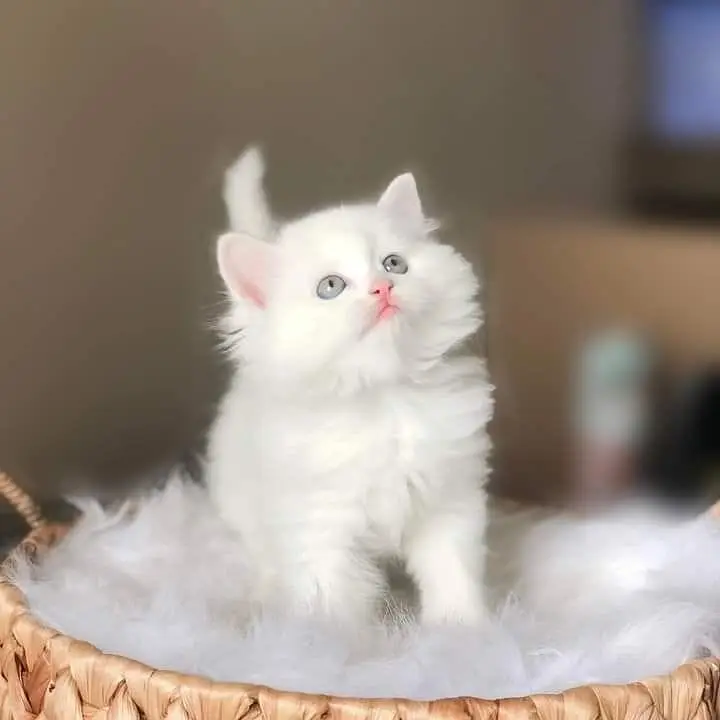 persian kittens |Punch Face |fluffy cat/peki _ 03075655425 — photo 9