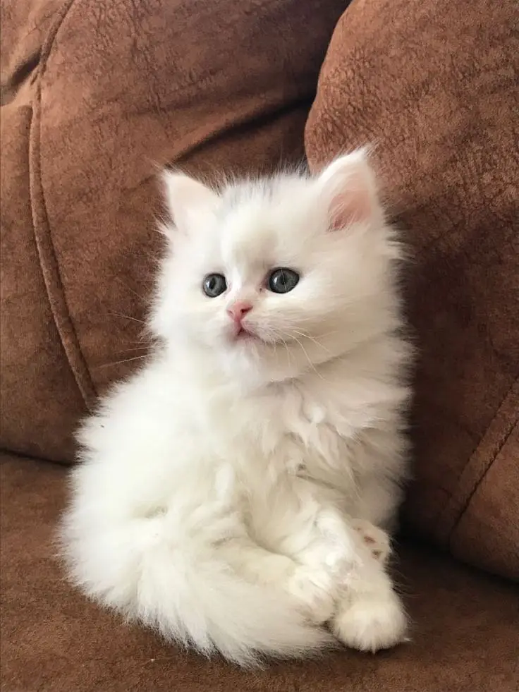 persian kittens |Punch Face |fluffy cat/peki _ 03075655425 — photo 10