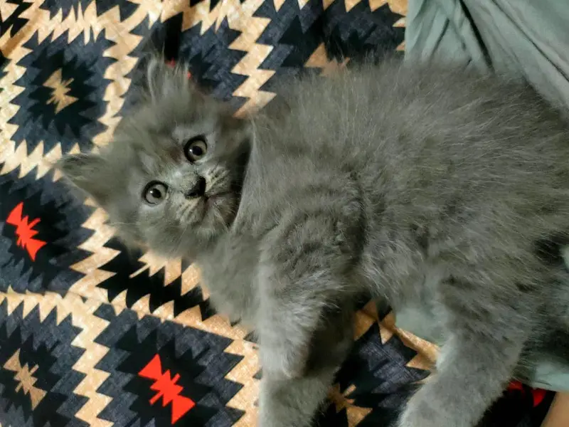 persian kittens |Punch Face |fluffy cat/peki _ 03075655425 — photo 11