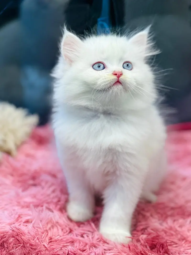 persian kittens |Punch Face |fluffy cat/peki _ 03075655425 — photo 12