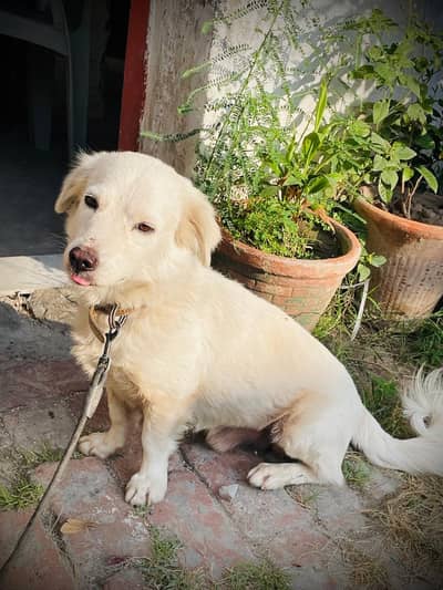 loyal dog