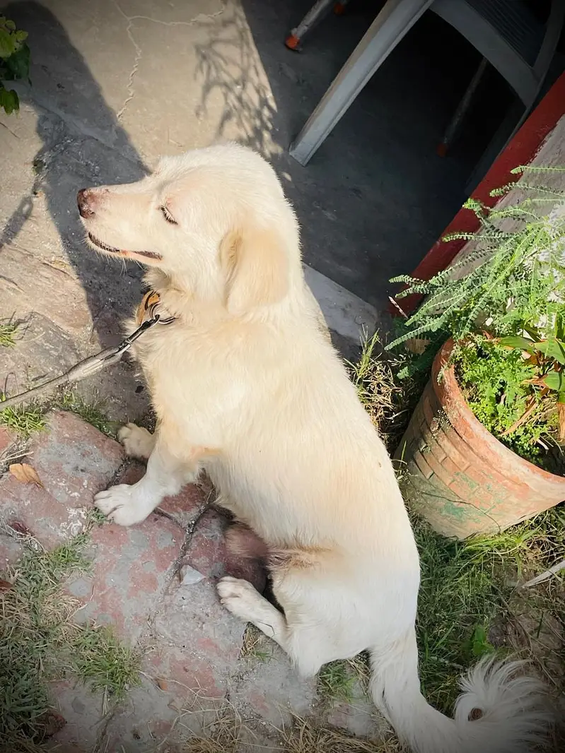 loyal dog — photo 2