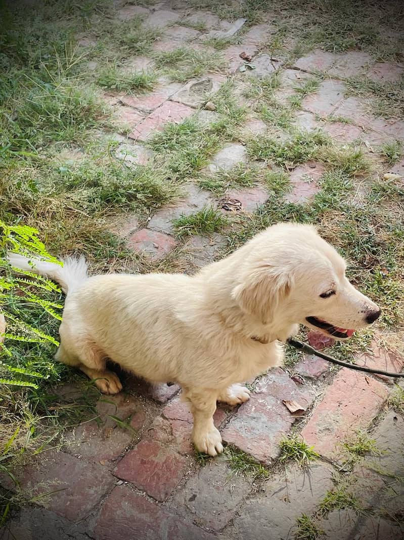 loyal dog 2
