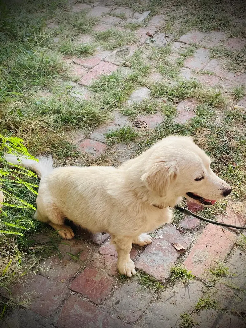 loyal dog — photo 3