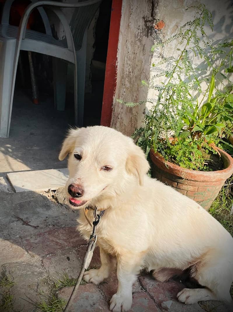loyal dog 3