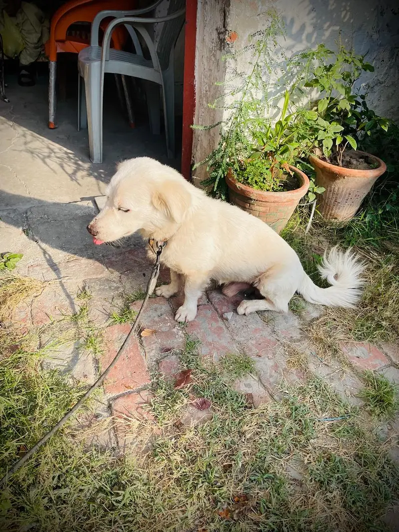 loyal dog — photo 5