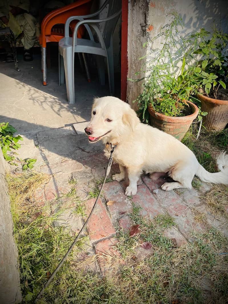loyal dog 5