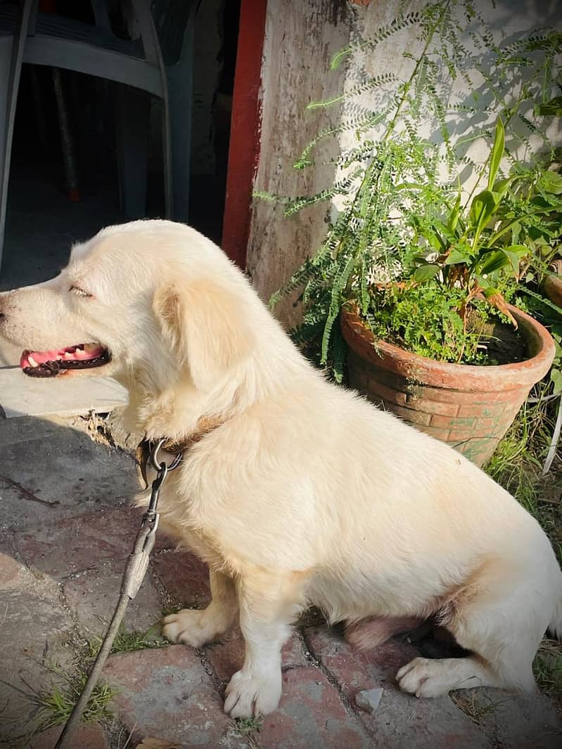 loyal dog 6
