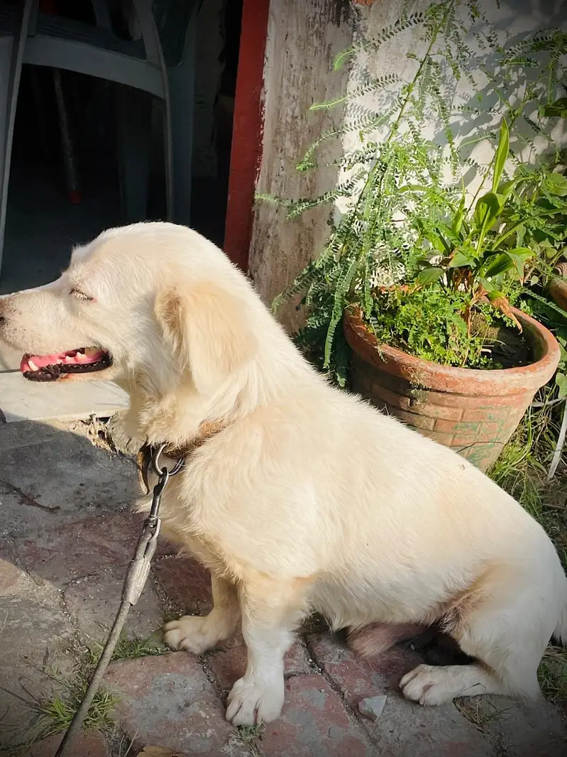 loyal dog — photo 7