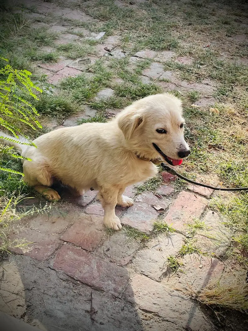 loyal dog — photo 8