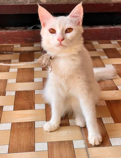 Persian cat
