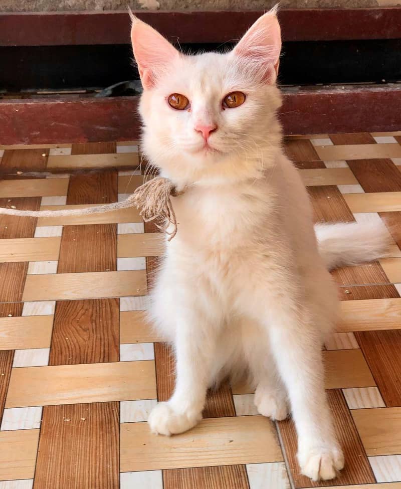 Persian cat 1