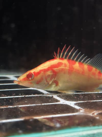 Albino perch , highback arowana, black ram , albino alligator, oscar