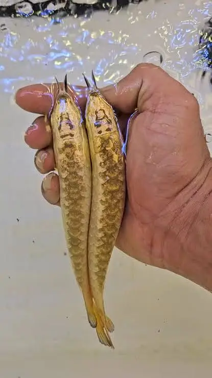 Albino perch , highback arowana, black ram , albino alligator, oscar — photo 3