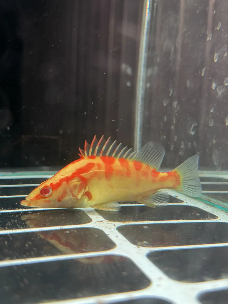 Albino perch , highback arowana, black ram , albino alligator, oscar — photo 4