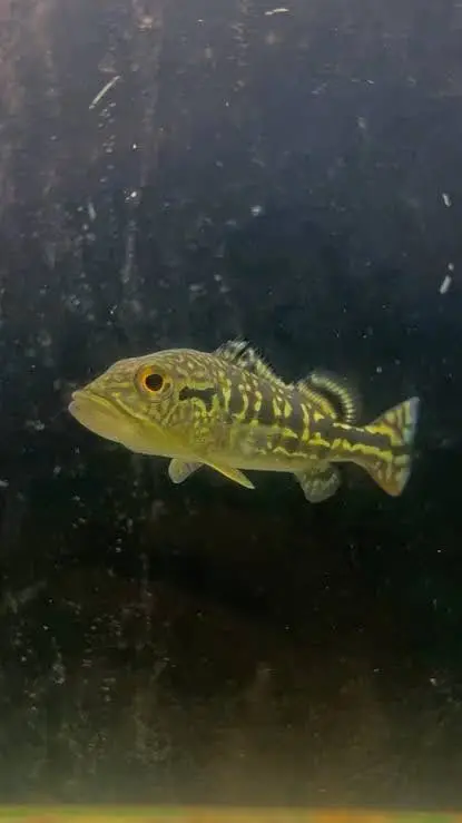 Albino perch , highback arowana, black ram , albino alligator, oscar — photo 5