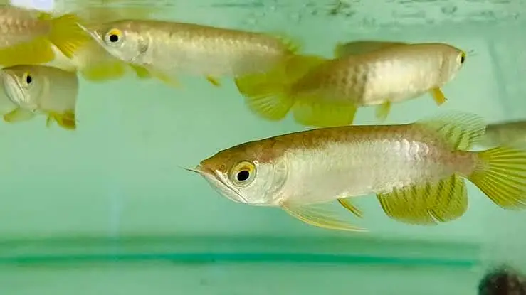 Albino perch , highback arowana, black ram , albino alligator, oscar — photo 6