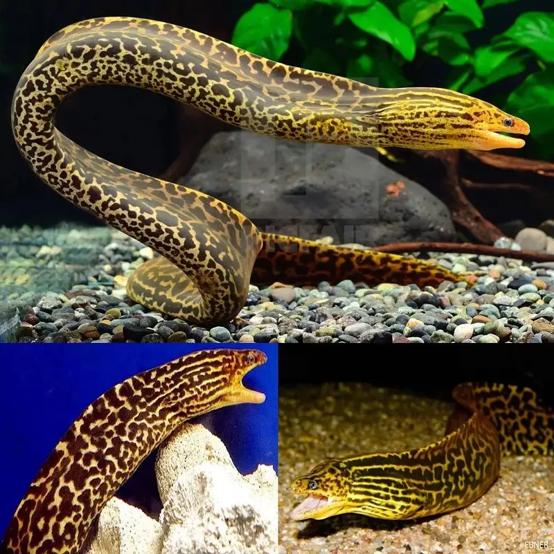 Albino perch , highback arowana, black ram , albino alligator, oscar — photo 9