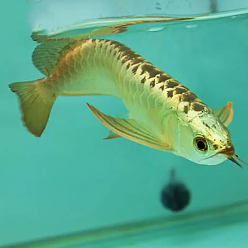 Albino perch , highback arowana, black ram , albino alligator, oscar — photo 10