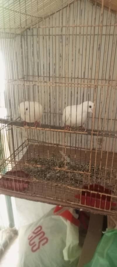 khumray full white pair for sale