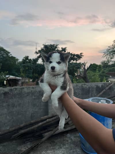 Siberian Husky Puppy for Sale