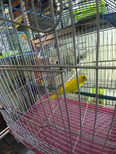 red eyes female + cage available 0/3/2/1/4/9/4/6/8/4/4