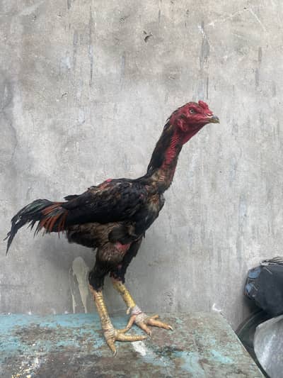 pakoya cross