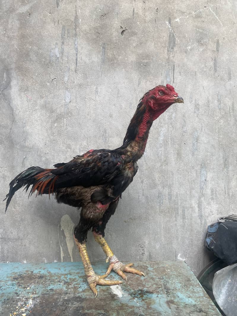 pakoya cross 0