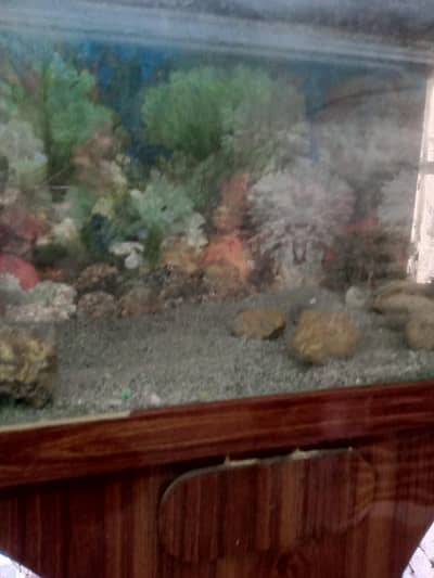 Fish Aquarium