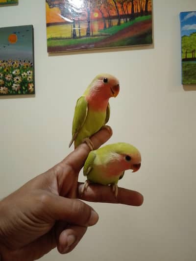 Hand Tamed Roseicollis (Peach face) Love Birds