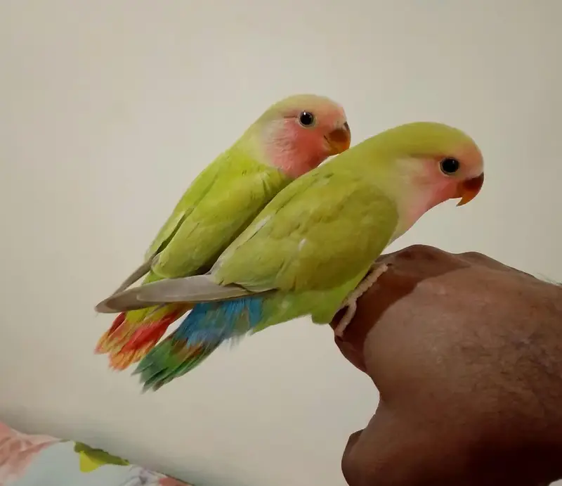 Hand Tamed Roseicollis (Peach face) Love Birds — photo 2