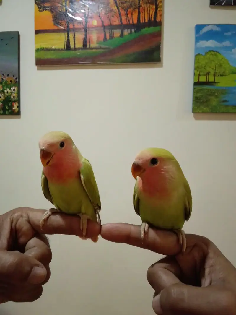 Hand Tamed Roseicollis (Peach face) Love Birds — photo 3