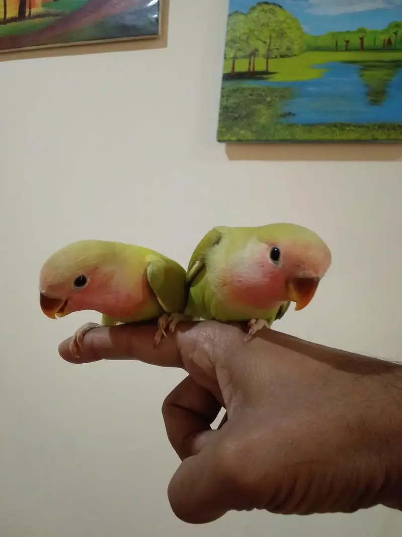 Hand Tamed Roseicollis (Peach face) Love Birds — photo 4