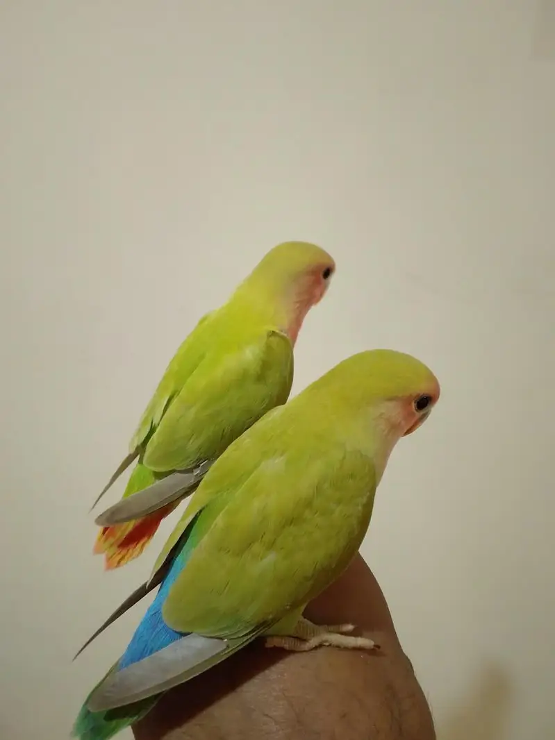 Hand Tamed Roseicollis (Peach face) Love Birds — photo 5