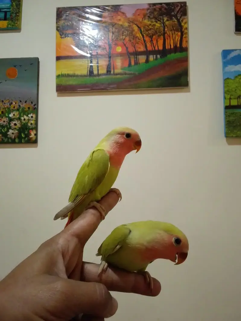 Hand Tamed Roseicollis (Peach face) Love Birds — photo 6