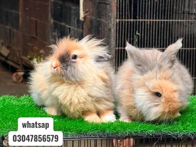 Fancy Rabbit /loops /Teddy Holand ,Newzeland_American _ 03047856579