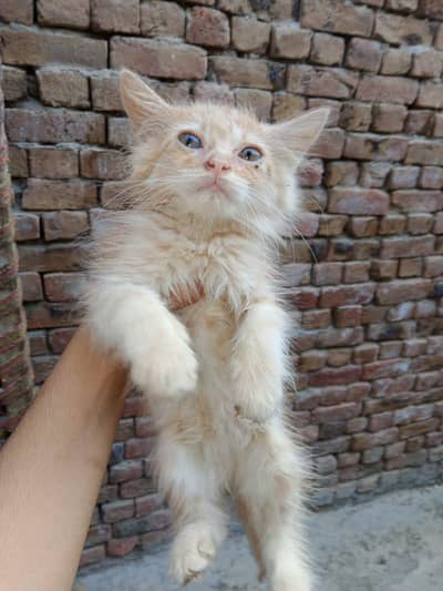 cats for sale