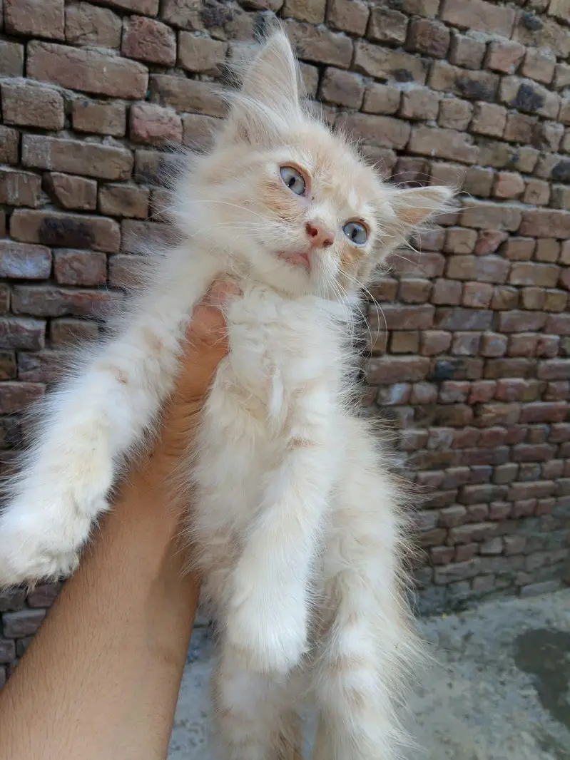 cats for sale — photo 2