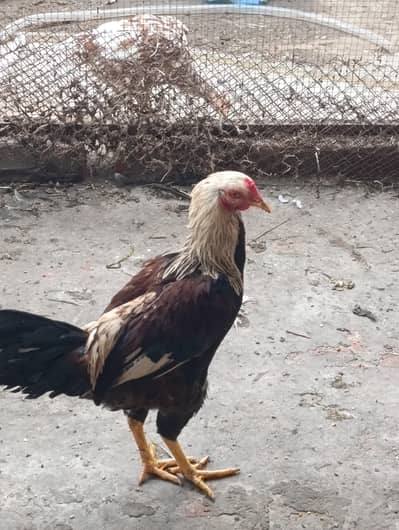 home breed 2 males for sale