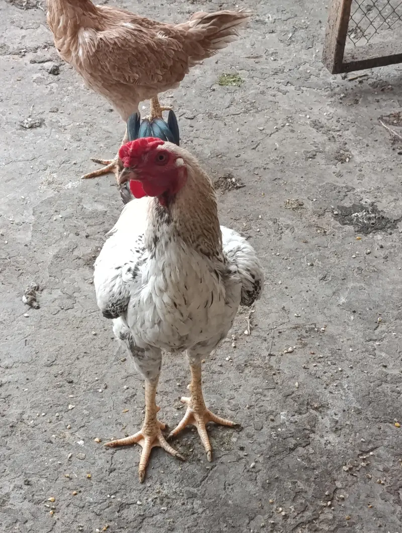 home breed 2 males for sale — photo 2