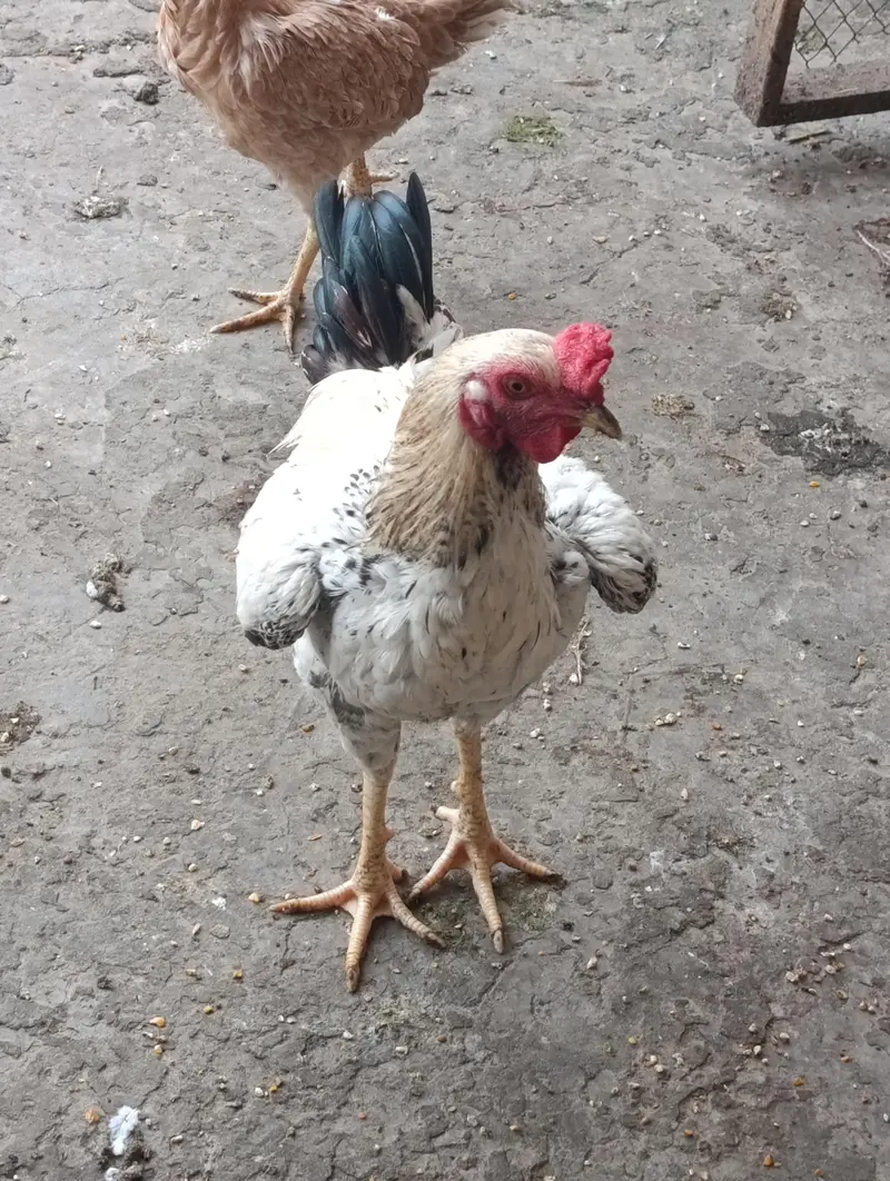 home breed 2 males for sale — photo 3